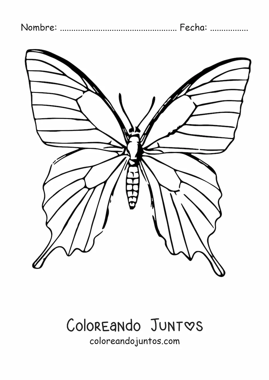 Imagen para colorear de una mariposa realista