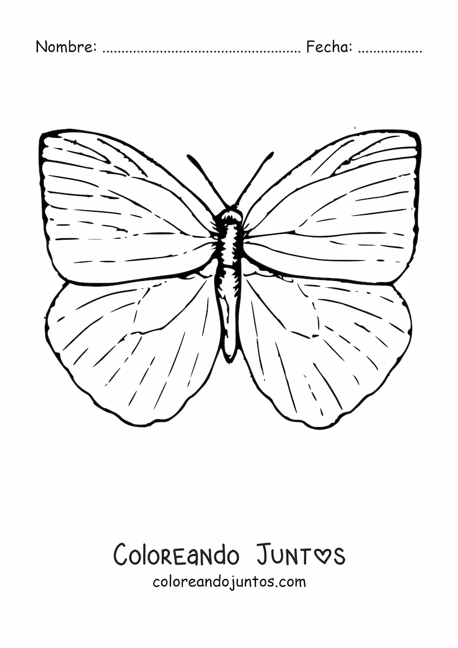Imagen para colorear de una mariposa con alas abiertas