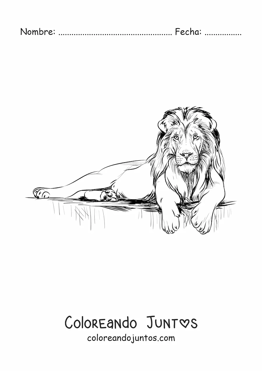 Imagen para colorear de un león realista acostado con la cabeza en alto