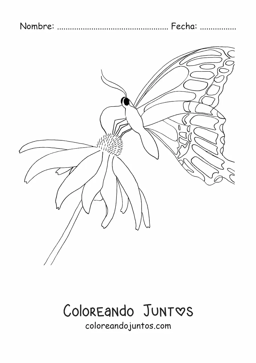 Imagen para colorear de una mariposa posada sobre una flor
