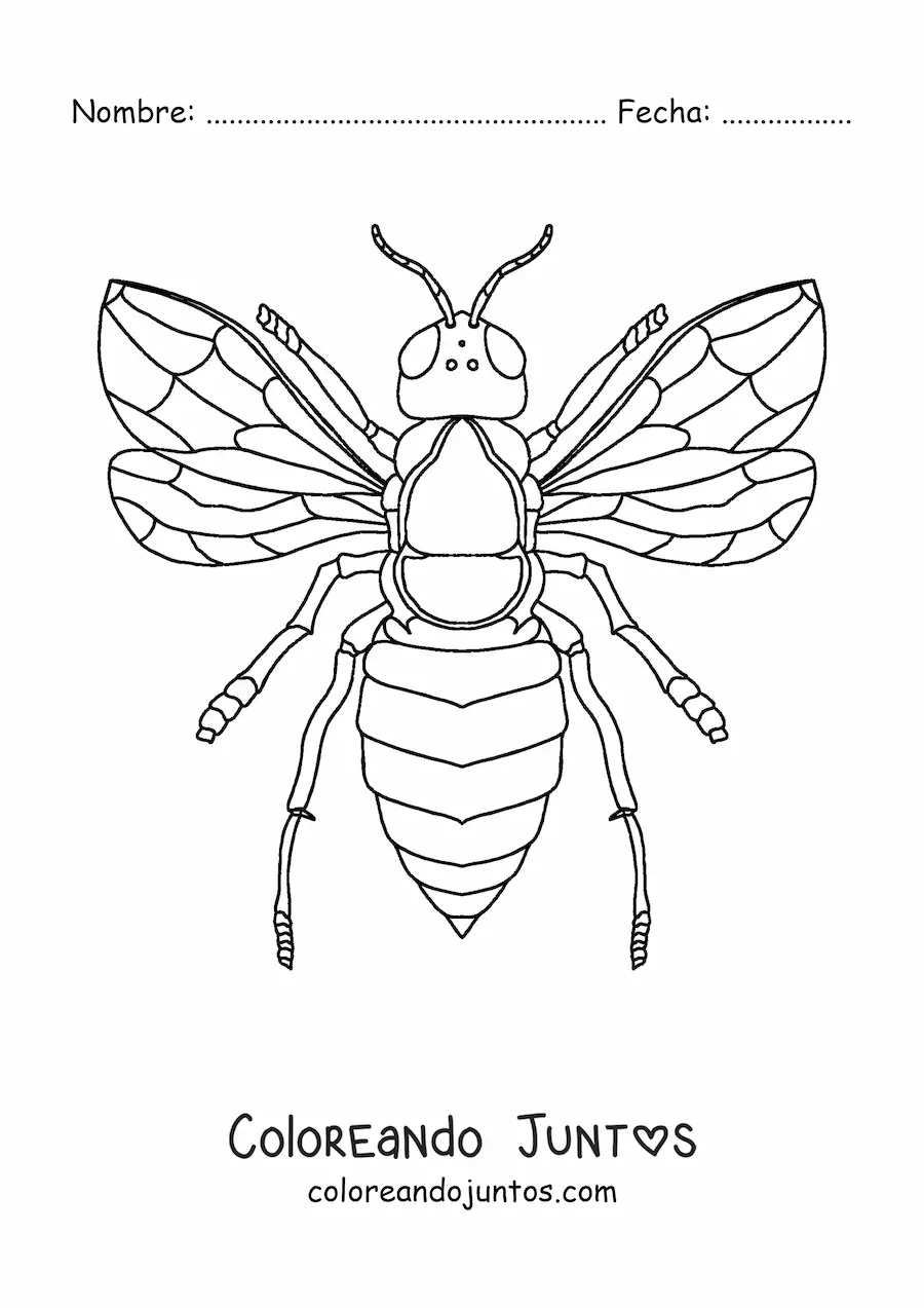 Imagen para colorear de una abeja realista vista desde arriba