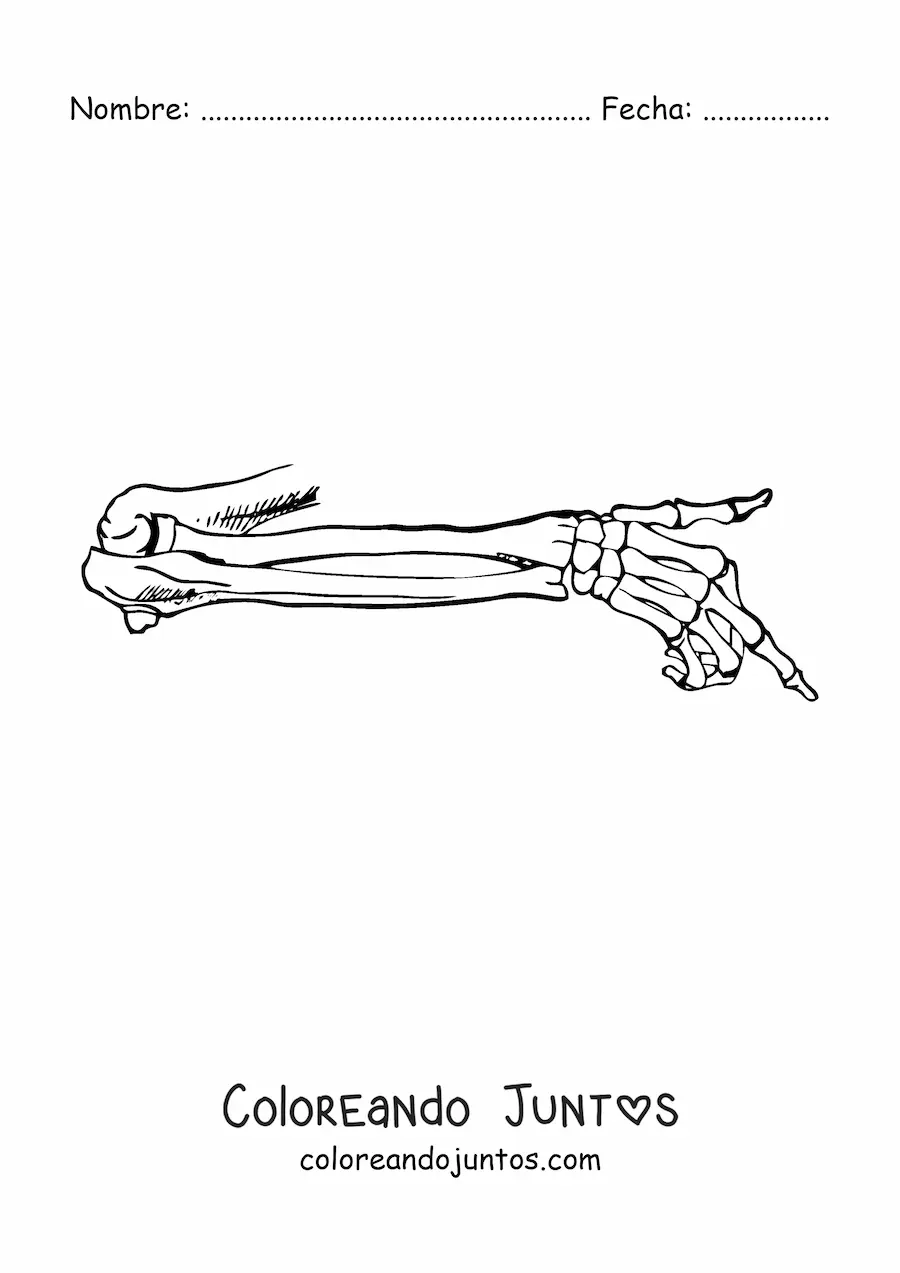 Imagen para colorear de los huesos del brazo humano