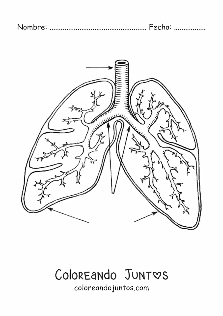 Imagen para colorear de pulmones y bronquios con flechas que señalan sus partes