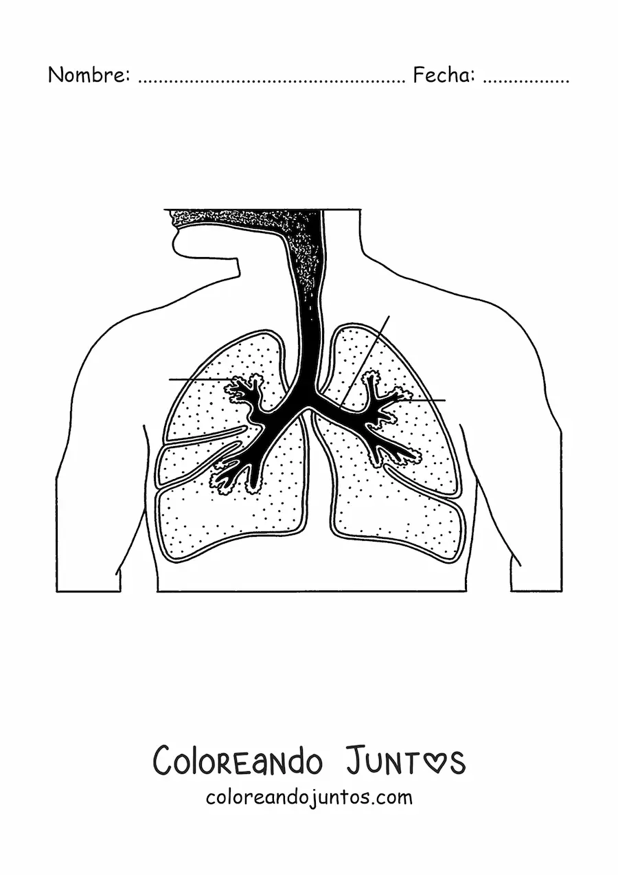 Imagen para colorear del sistema respiratorio con flechas que señalan sus partes