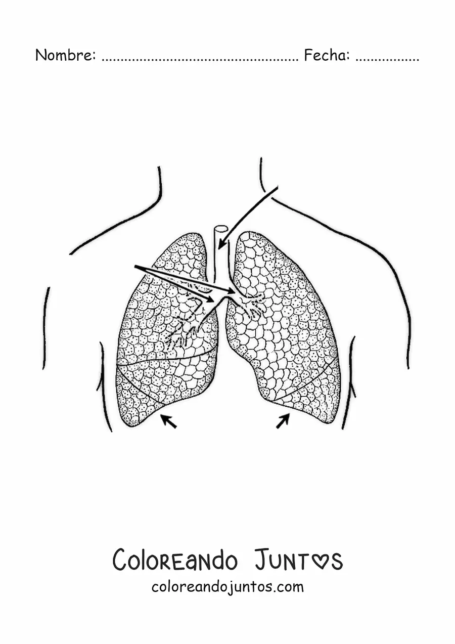 Imagen para colorear de pulmones con flechas que señalan sus partes