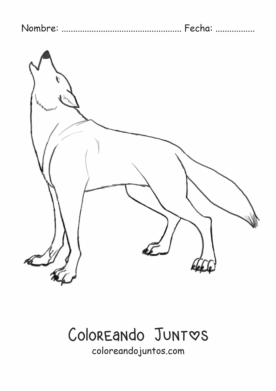 Imagen para colorear de un lobo salvaje aullando