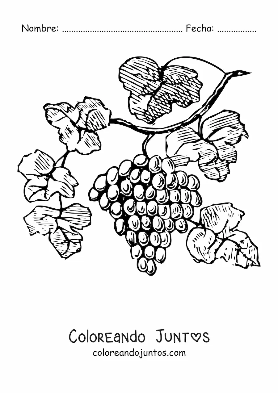 Imagen para colorear de unas uvas en una vid con hojas
