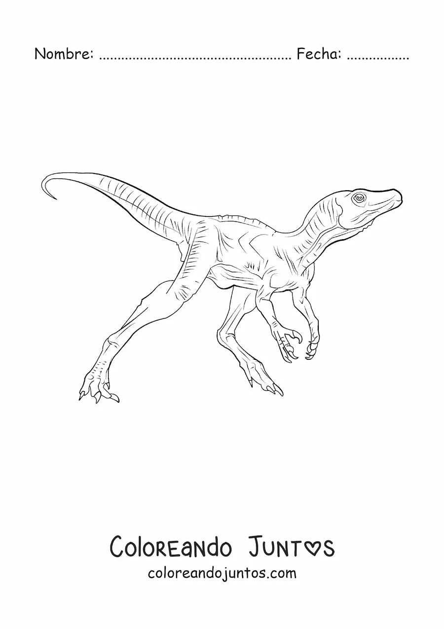 Imagen para colorear de dinosaurio carnívoro pequeño