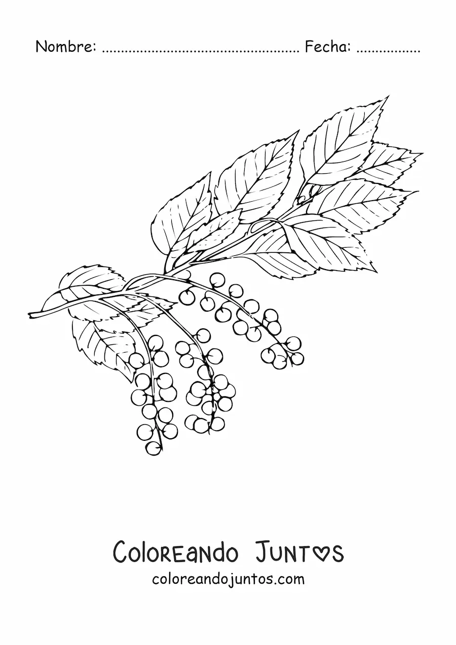 Imagen para colorear de una rama de cerezo con hojas y pequeñas cerezas