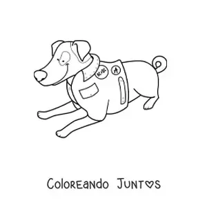 Imagen para colorear de un jack russel terrier acostado usando una chaqueta