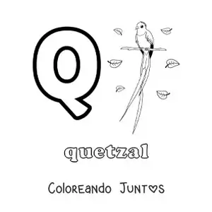 Imagen para colorear de la letra q de quetzal