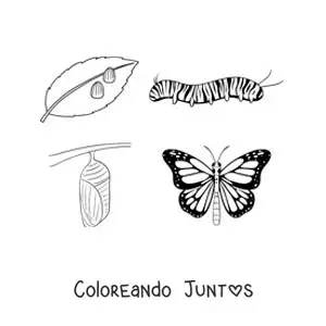 Imagen para colorear del ciclo de vida de la mariposa