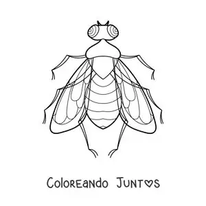 Imagen para colorear de una mosca realista