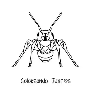 Imagen para colorear de una hormiga realista de frente