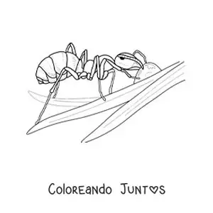 Imagen para colorear de una hormiga trabajando en una hoja
