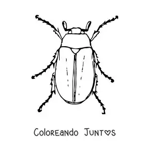 Imagen para colorear de un escarabajo de mayo realista grande