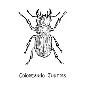 Imagen para colorear de un escarabajo pelotero realista
