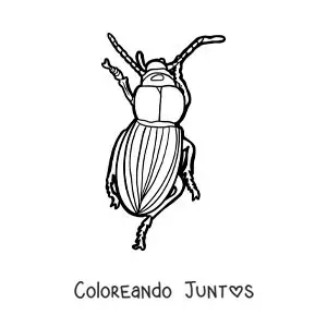 Imagen para colorear de un escarabajo caminando