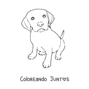 Imagen para colorear de un cachorro de labrador