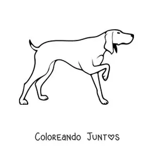 Imagen para colorear de un perro de caza