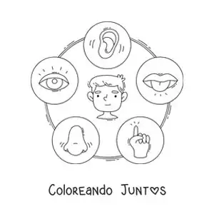 Imagen para colorear de ficha educativa con dibujos animados de los cinco sentidos