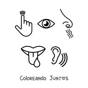 Imagen para colorear de símbolos de los cinco sentidos