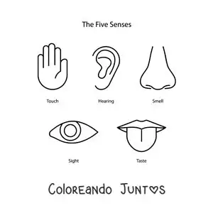 Imagen para colorear de los cinco sentidos en inglés para niños