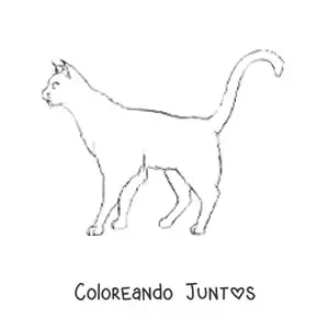 Imagen para colorear de un gato caminando