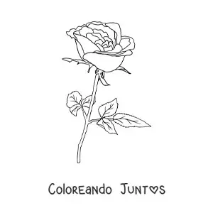Imagen para colorear de una rosa con hojas