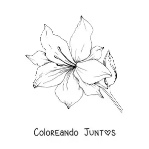 Imagen para colorear de un lirio grande con hojas