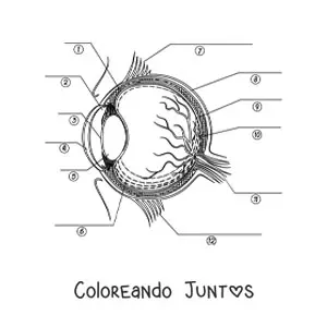 Imagen para colorear de una sección trasversal de un ojo humano señalando con flechas sus diferentes partes