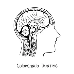 Imagen para colorear de una sección transversal del cerebro mostrando su anatomía y sus partes