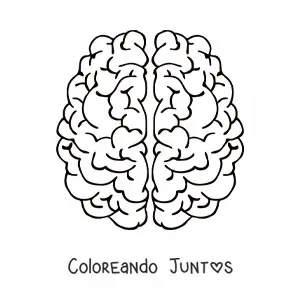Imagen para colorear de los dos hemisferios cerebrales vistos desde arriba