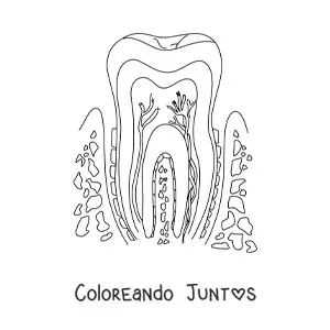 Imagen para colorear de una sección transversal de un diente, mostrando su estructura y sus partes