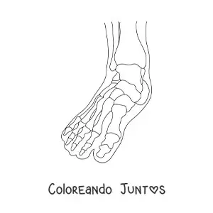 Imagen para colorear de una radiografía mostrando los huesos del pie