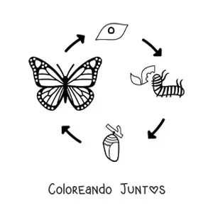 Imagen para colorear del ciclo de vida de una mariposa