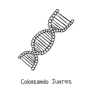 Imagen para colorear de una cadena de ADN