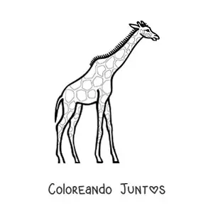 Imagen para colorear de una jirafa mirando hacia la derecha estirando el cuello