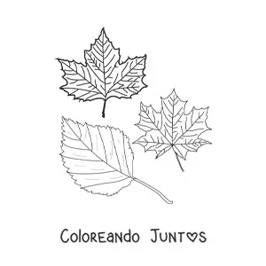 Imagen para colorear de dos hojas secas de otoño