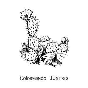 Imagen para colorear de un cactus realista