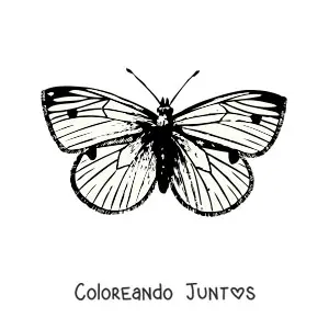 Imagen para colorear de una mariposa realista con manchas en las alas