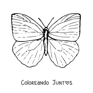 Imagen para colorear de una mariposa con alas abiertas
