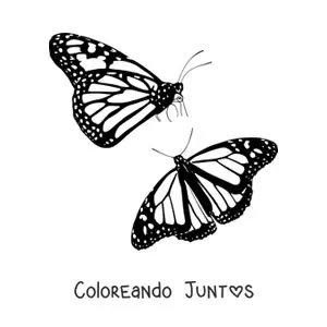 Imagen para colorear de dos mariposas monarca volando