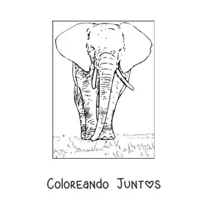 Imagen para colorear de un elefante realista de frente