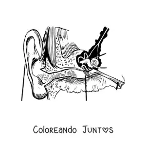 Imagen para colorear de las partes del oído humano