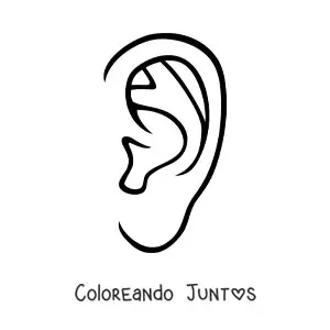 Imagen para colorear de la oreja humana