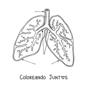 Imagen para colorear de pulmones y bronquios con flechas que señalan sus partes