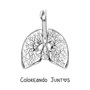 Imagen para colorear de pulmones y corazón realistas