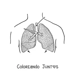 Imagen para colorear de pulmones con flechas que señalan sus partes