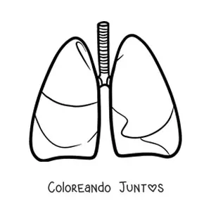 Imagen para colorear de un par de pulmones humanos sencillos